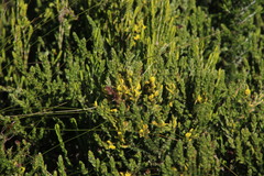 Aspalathus ericifolia