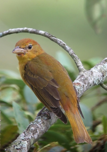 Piranga Roja (Piranga rubra)