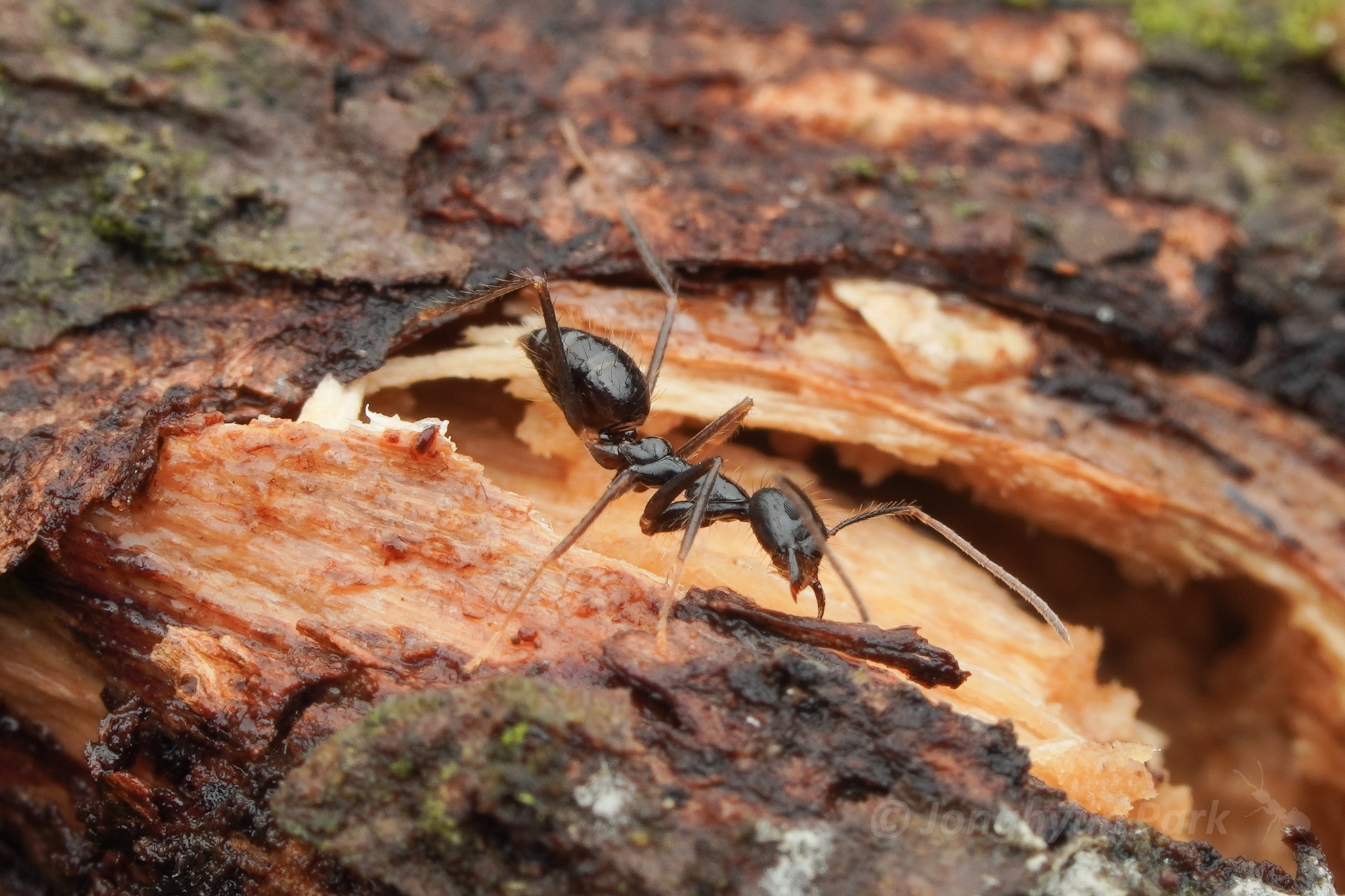 Euprenolepis procera