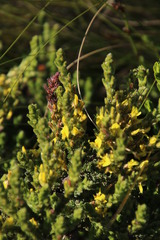 Aspalathus ericifolia