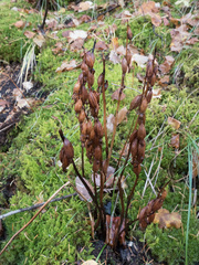Corallorhiza maculata