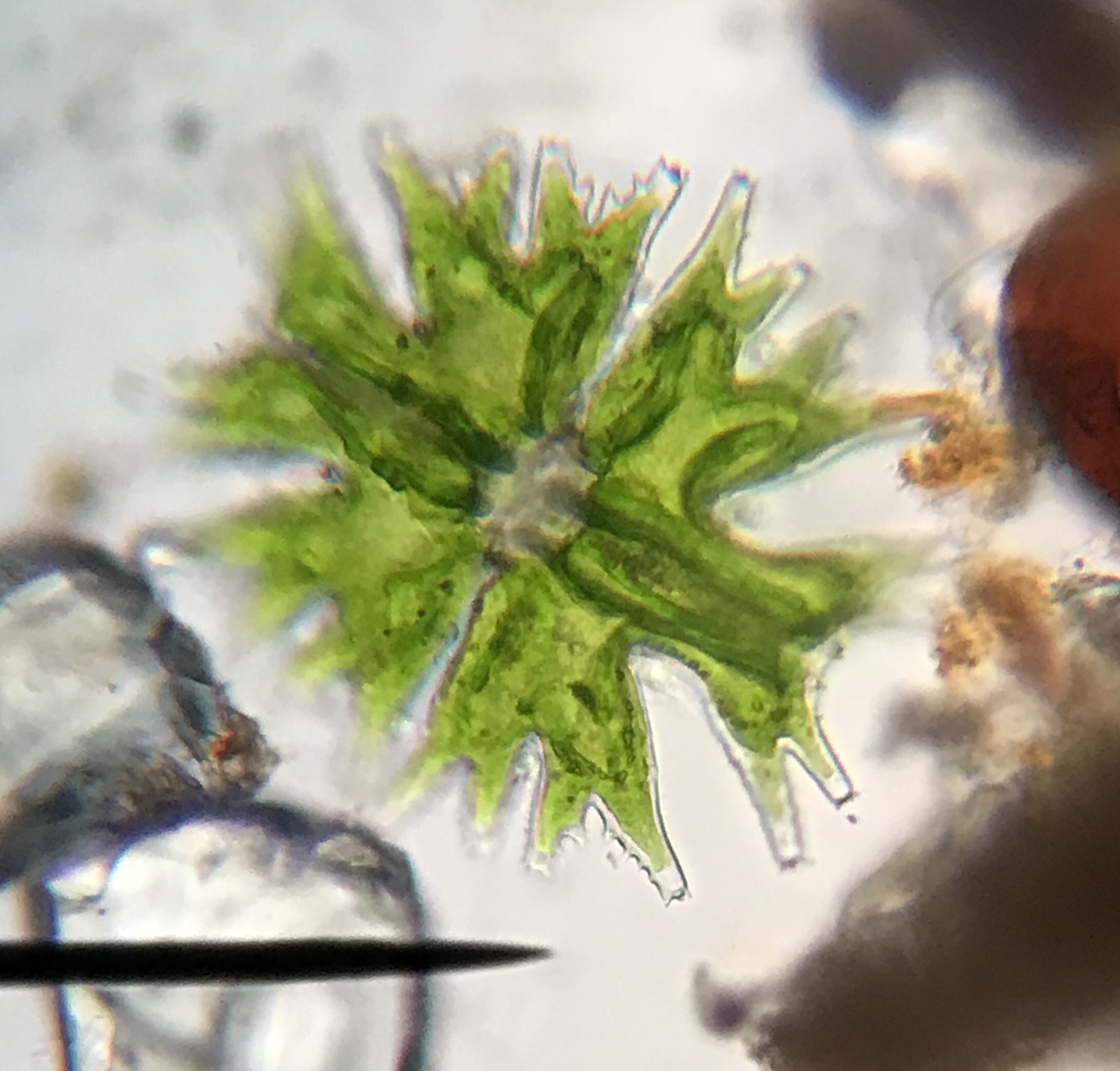 Micrasterias mahabuleshwarensis var. dichotoma