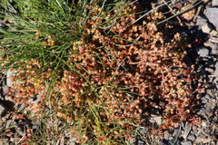 Spergula