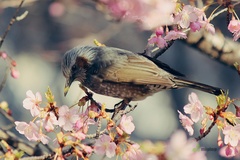 Hypsipetes amaurotis