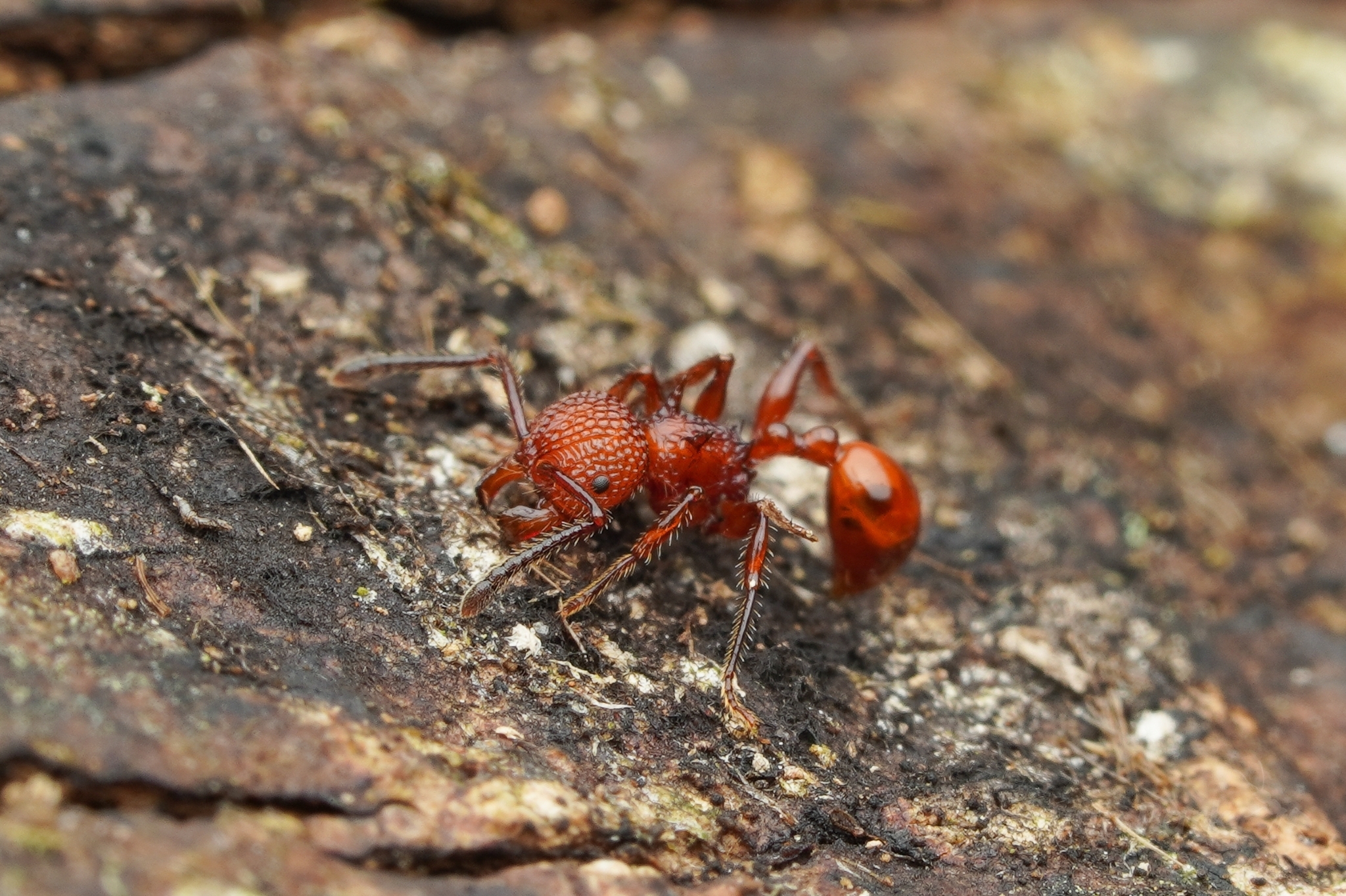 Pristomyrmex trachylissus