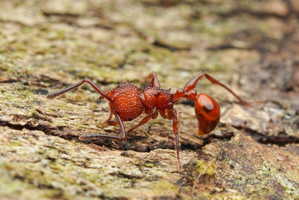 Pristomyrmex trachylissus