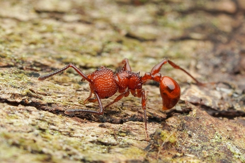 Pristomyrmex trachylissusPristomyrmex trachylissus