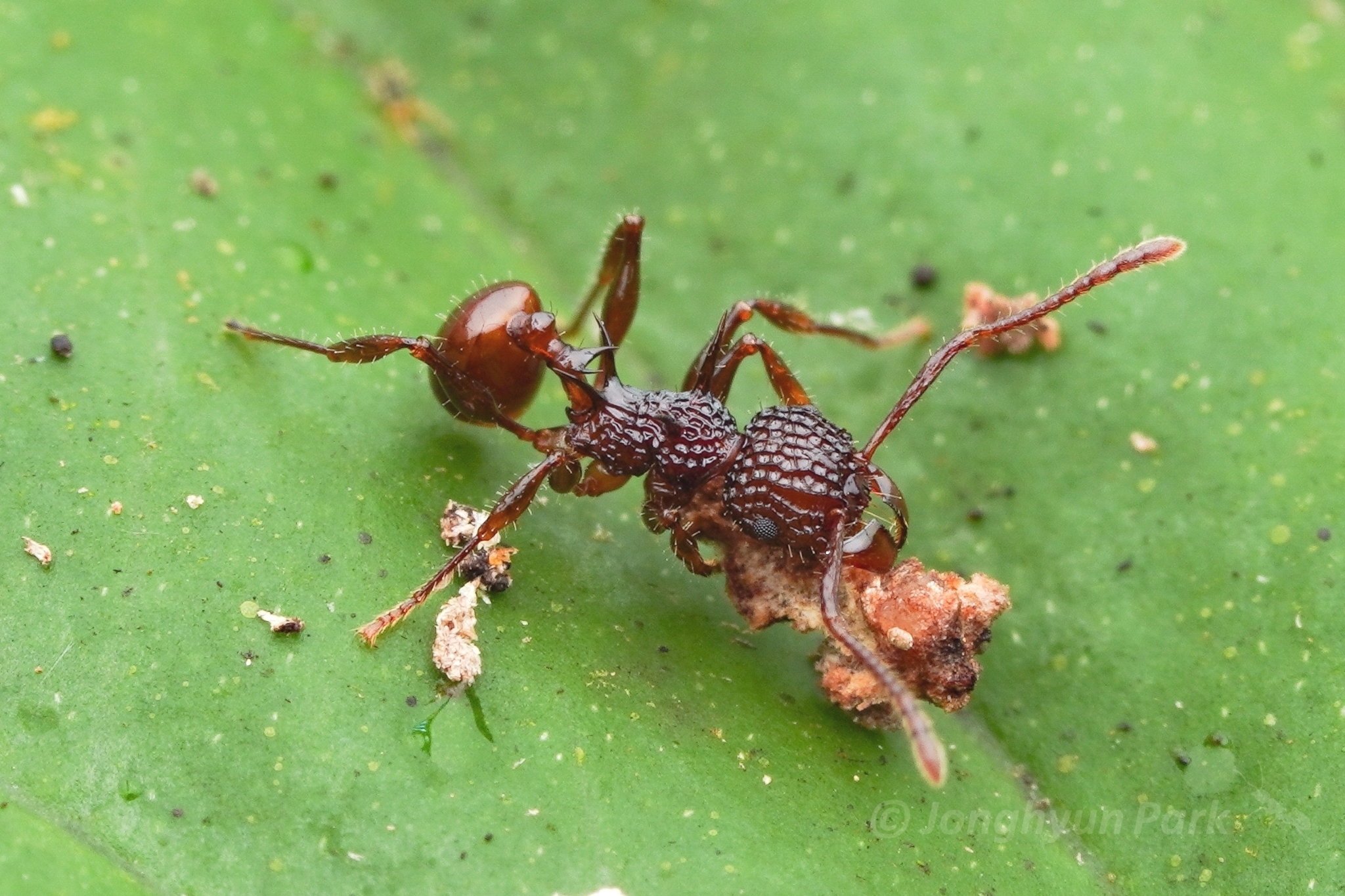 Acanthomyrmex ferox