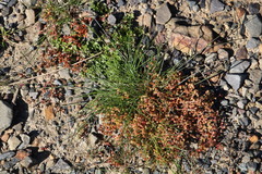 Spergula