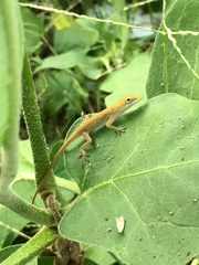 Anolis carolinensis