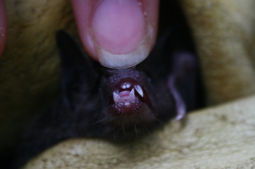 Gray Short-tailed Bat