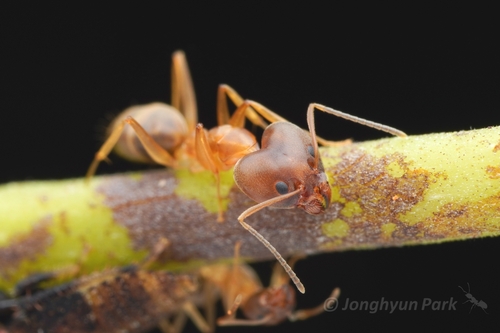 Technomyrmex lisaeTechnomyrmex lisae