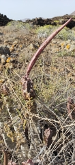 Ceropegia burchardii image