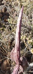 Ceropegia burchardii image