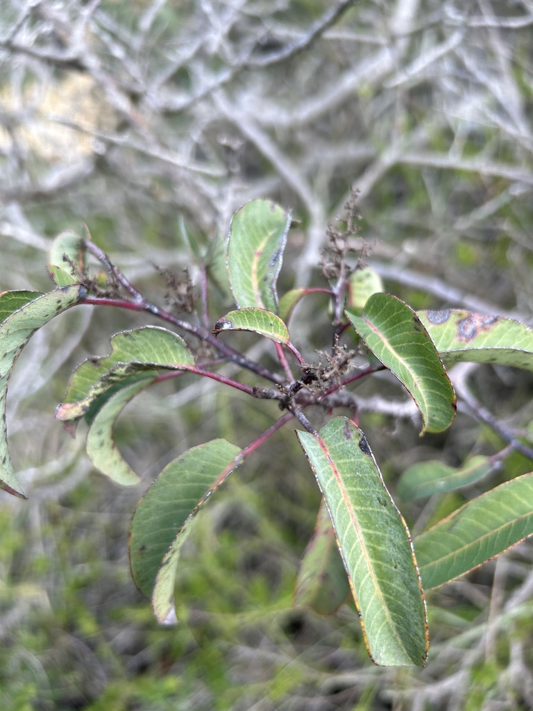 laurel sumac from Crest Canyon Park, San Diego, CA, US on March 23