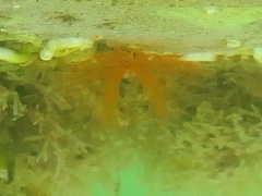 Hydroides dirampha image