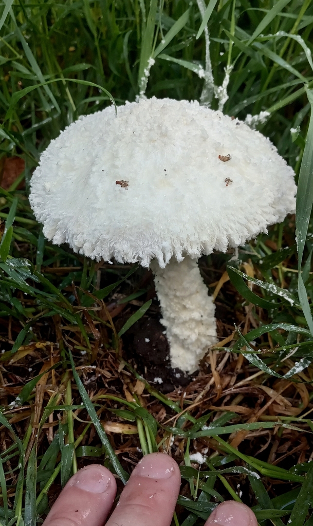 Amanita foetens · March 2023 · photo: © mirkoduimich (iNaturalist, cc-by)
