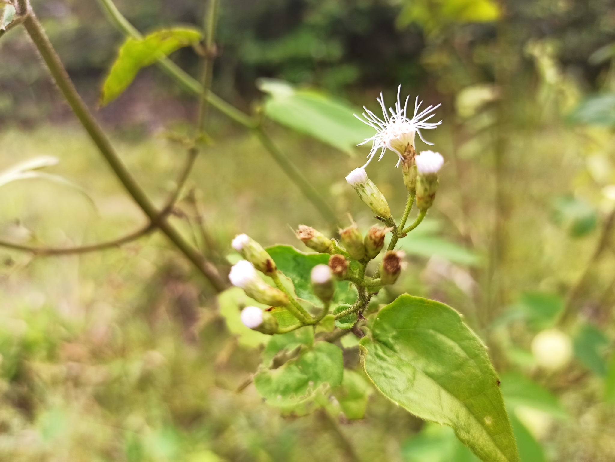 Chromolaena odorata