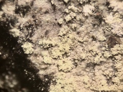 Lecanora nothocaesiella