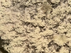 Lecanora nothocaesiella