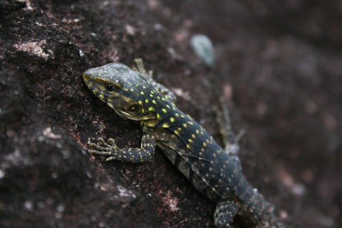 Yellow-backed Spiny-tailed Iguana, Ctenosaura flavidorsalis