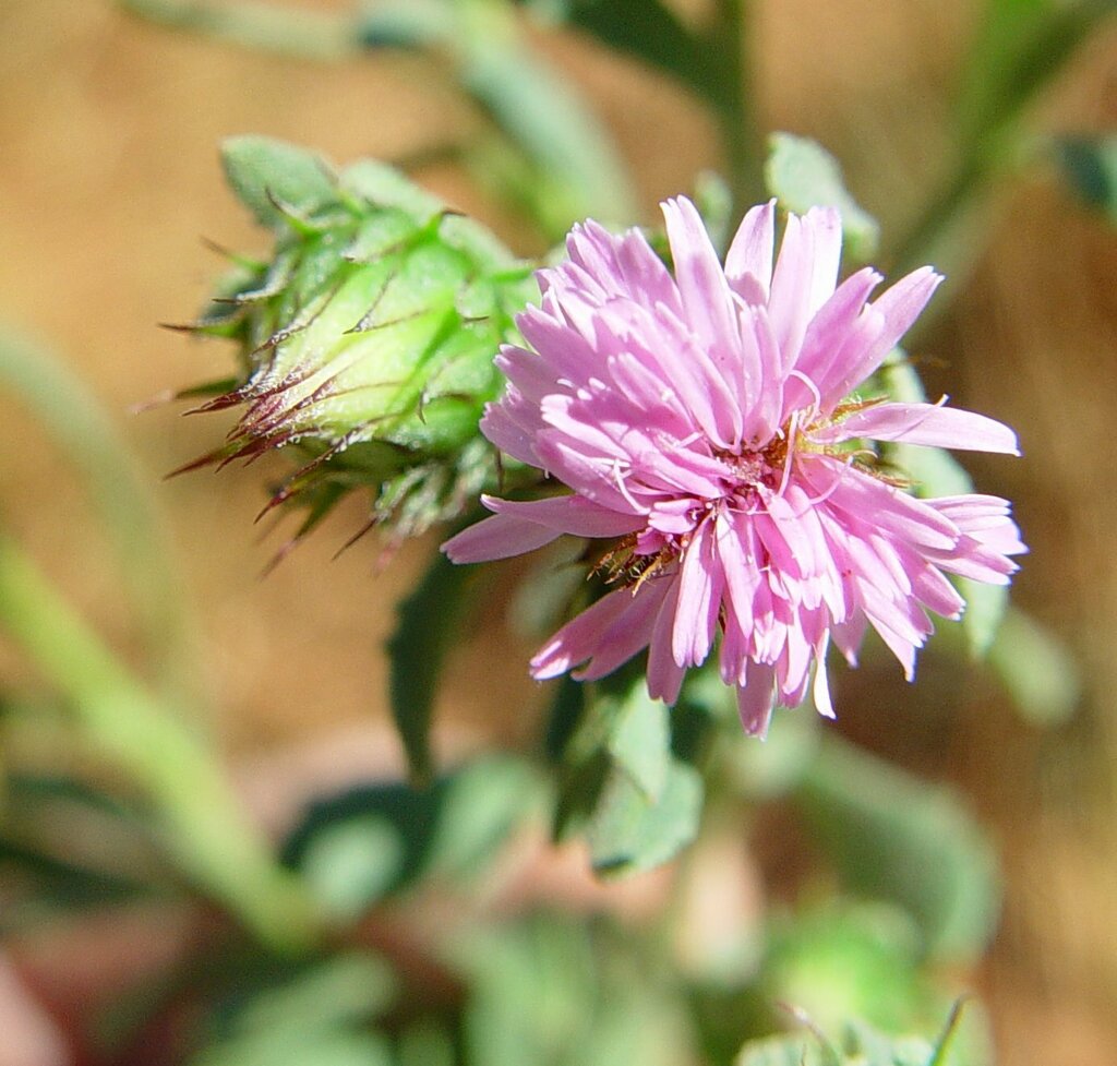 Wertaloona Daisy
