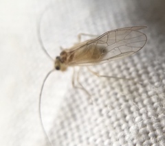 Stenopsocus immaculatus