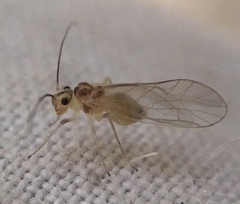 Stenopsocus immaculatus