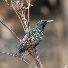 Common Starling photo 2