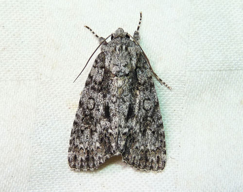 Acronicta hamamelis Guenée, 1852