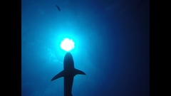 Carcharhinus perezii