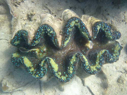 オオシャコガイ (Tridacna gigas) · iNaturalist