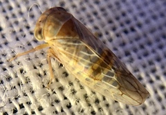 Tremulicerus distinguendus