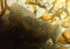 Pleurobranchaea maculata