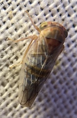 Tremulicerus distinguendus