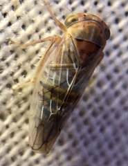 Tremulicerus distinguendus