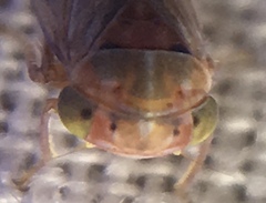 Tremulicerus distinguendus