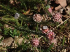 Serruria trilopha