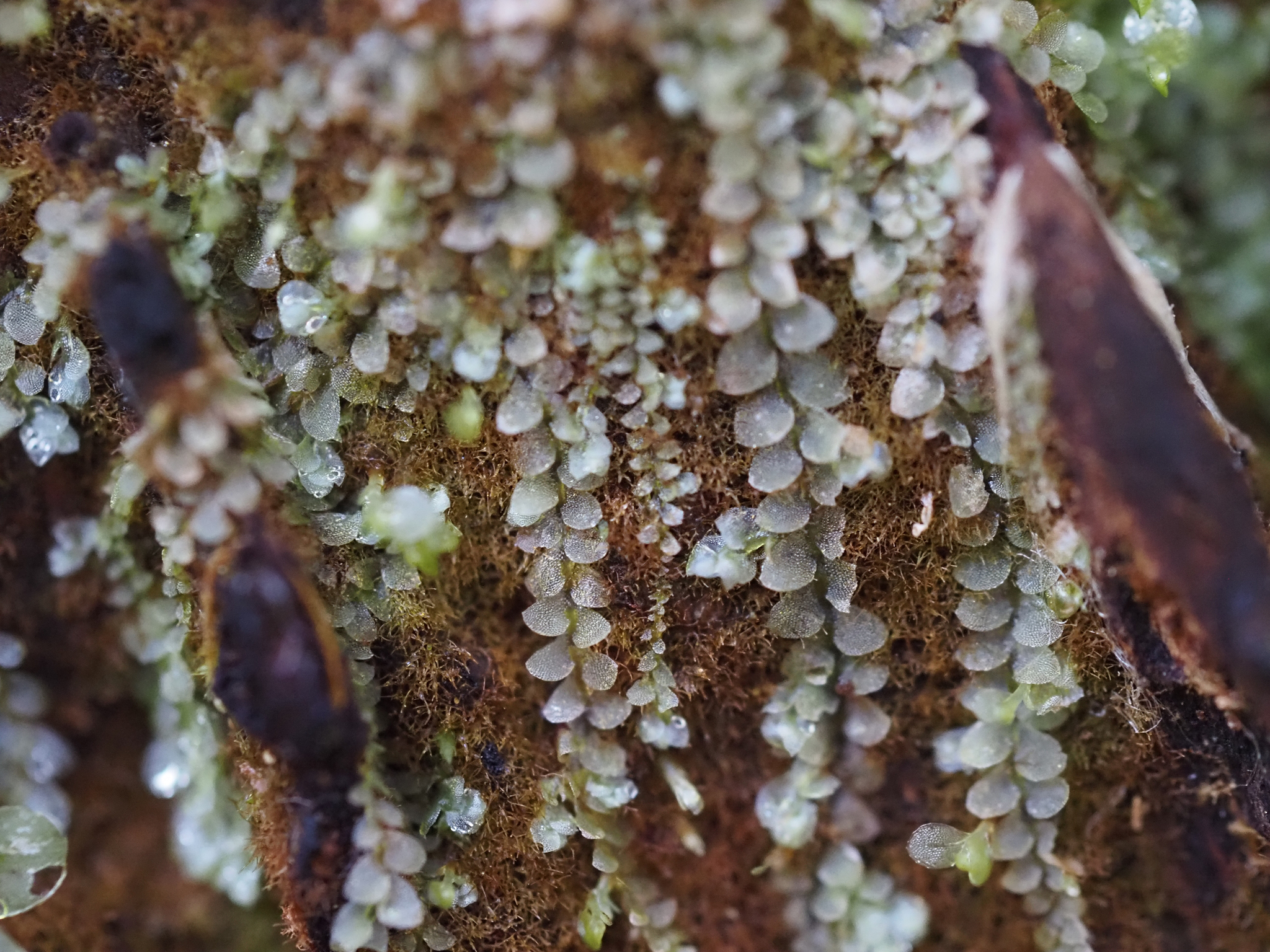 Calypogeia azurea