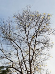 Handroanthus guayacan image