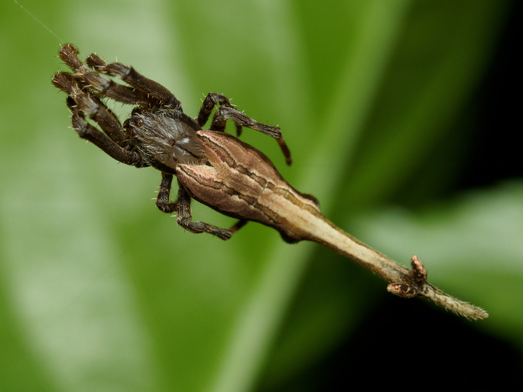 Arachnura logio