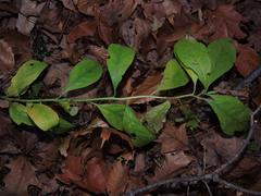 Hybanthus concolor