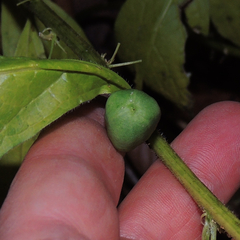 Hybanthus concolor