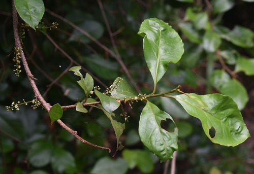 Maesa haplobotrys observed 2023-02-01