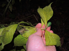Hybanthus concolor