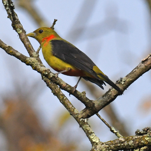 Scarlet Tanager, photo 9 of 10