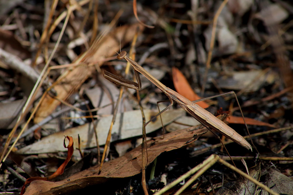 Helen's Slender Grass Mantis