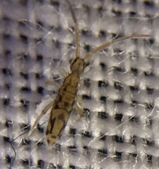 Entomobrya intermedia