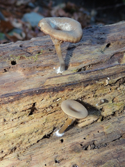 Pseudoarmillariella ectypoides