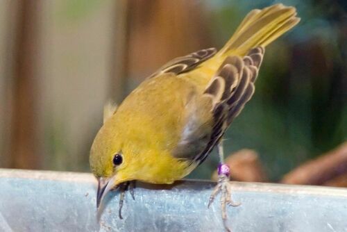 Orchard Oriole, photo 6 of 8